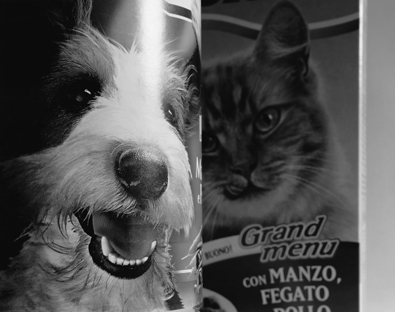 28_Cane-gatto